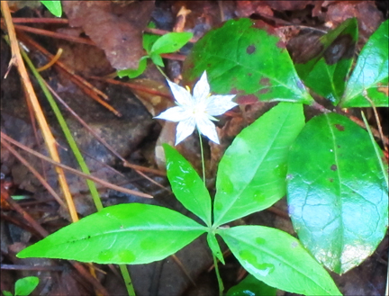 Adirondack Wildflowers:  Starflower in bloom at the Paul Smiths VIC